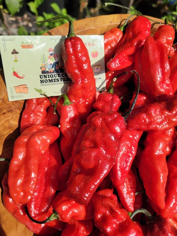 Leviathan Gnarly Scorpion Pepper 25 Seeds Red Chili Peppers 750,000+ Scoville