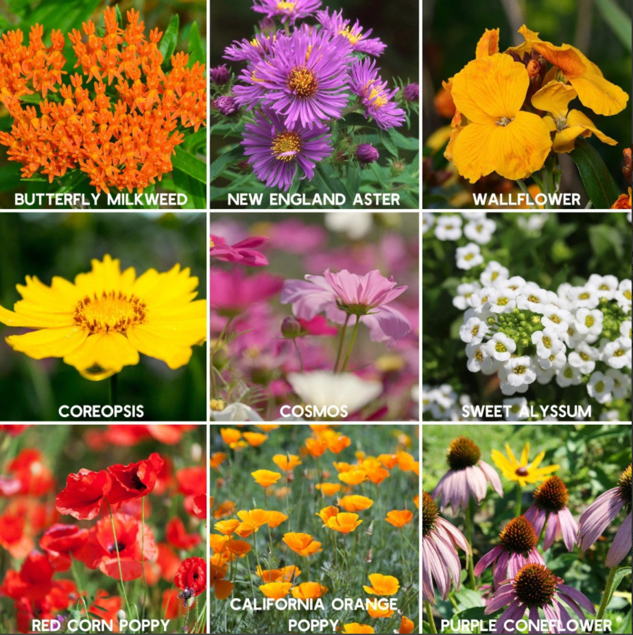 400+ Wildflower Mix Annual Perennial BEE MIX Collection Attract Bees 19Varieties