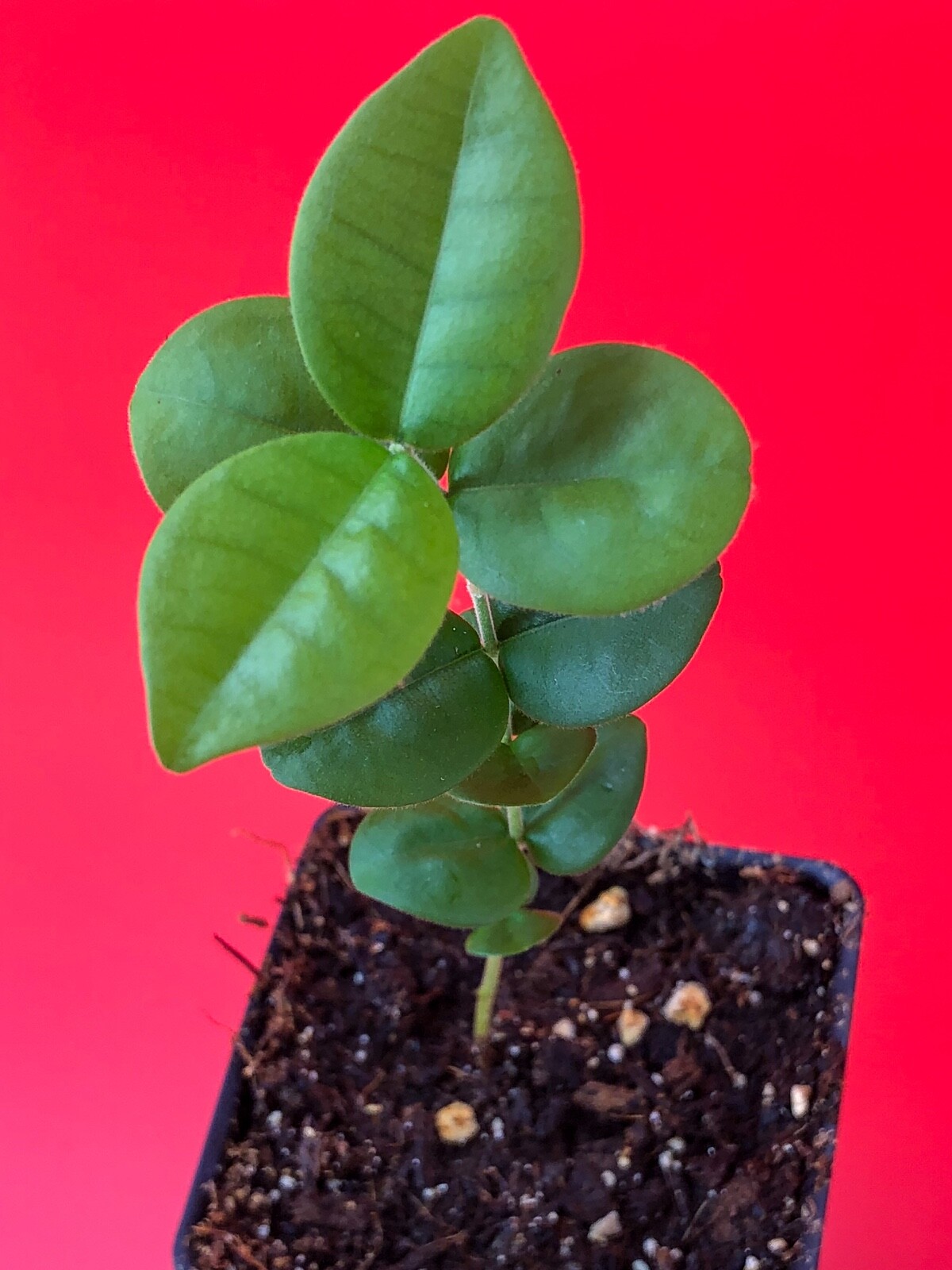 Pitangatuba Star Cherry Eugenia Selloi neonitida Fruit Tree Seedling Plant