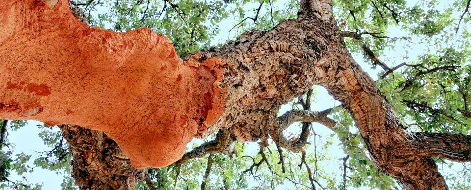 12 CORK OAK ACORNS – Quercus suber