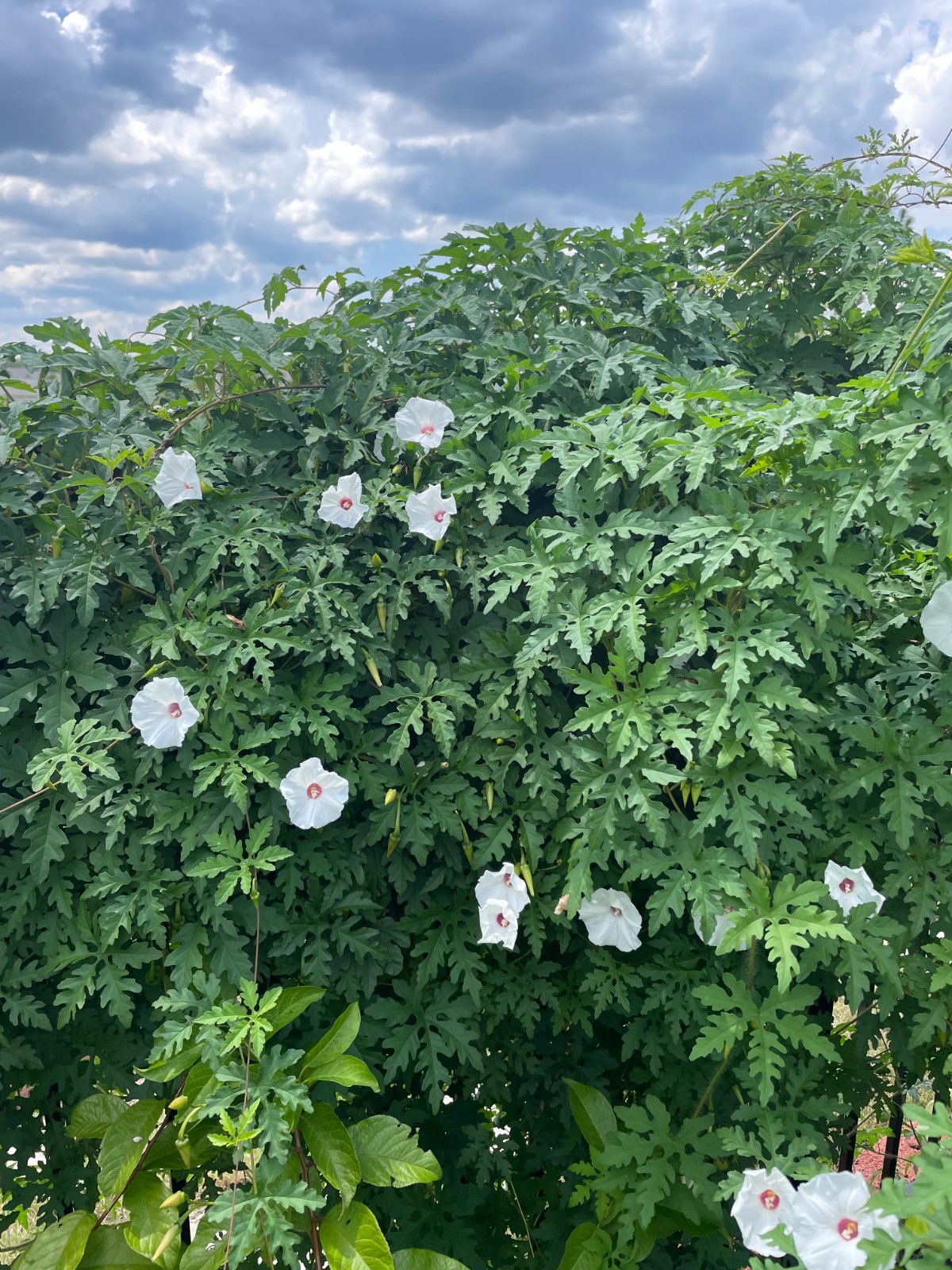 50 Alamo Vine Seeds, sourced from “the Alamo” in San Antonio, Texas