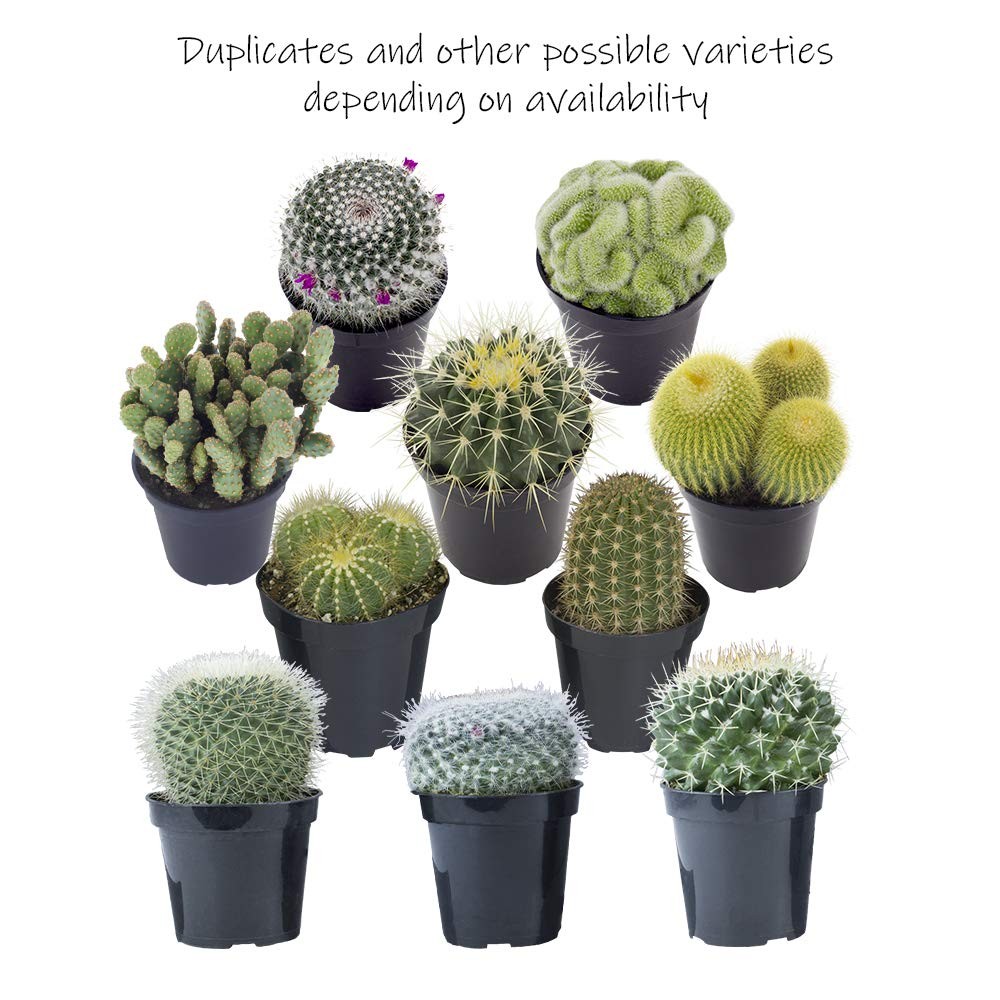 Altman Plants Assorted Cactus Plants Live Succulents 3 Pack Live Cactus Plant