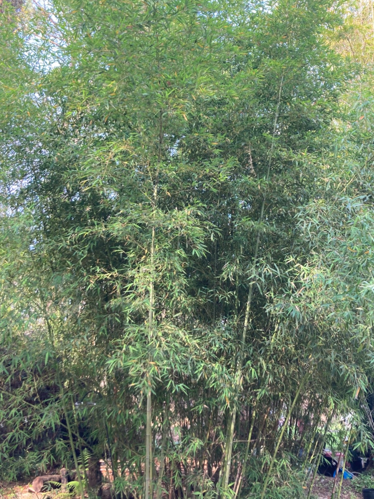 LIVE Phyllostachys vivax rhizomes X15 Chinese timber) FreeShipping4doubleorders