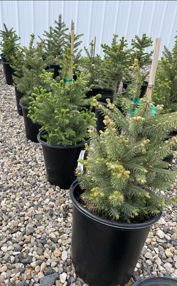 Meyer’s Spruce Tree 18”-24” Picea Meyeri Fast Growing Free Shipping 2 Gallon