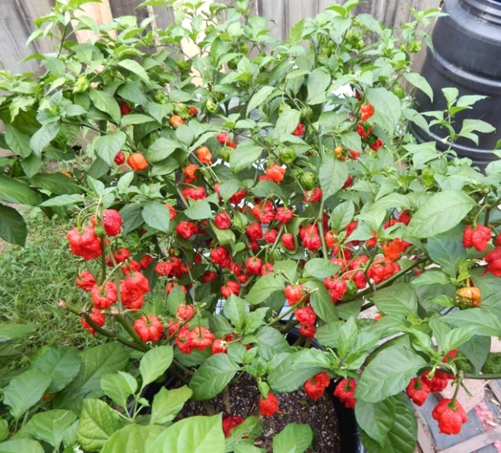 100PCS Carolina Reaper Chili Pepper Seeds Fresh Pepper Vegetable Seeds