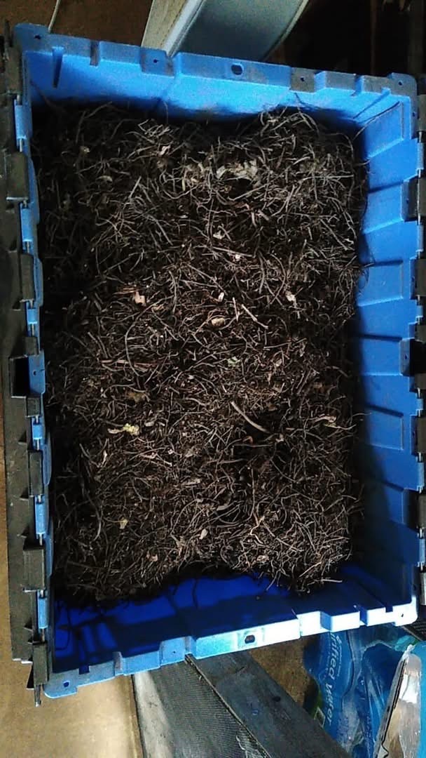 10 Black Cohosh Bare Live Roots for Transplant (Actaea Racemosa)
