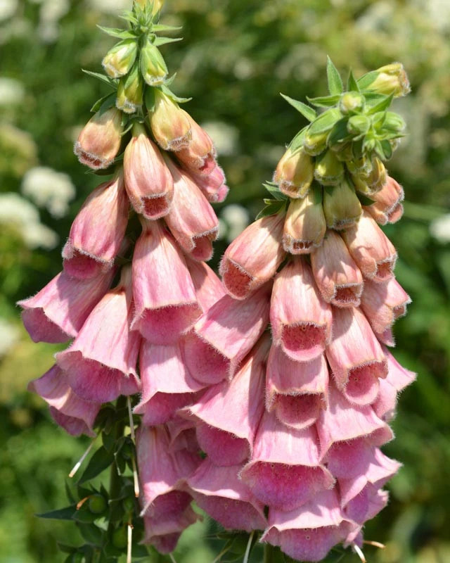 STRAWBERRY FOXGLOVE LIVE PLANT HARDY PERENNIAL FLOWERS SUN OR SHADE DIGITALIS