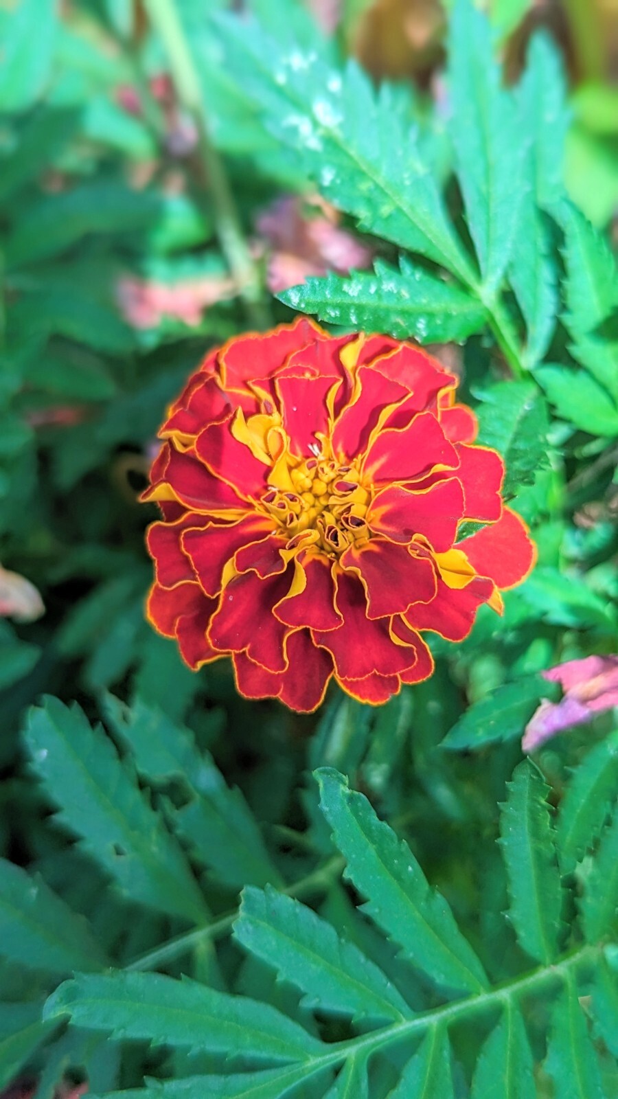 100+ French Marigold Dwarf BOLERO AAS winner 300 mg Seeds