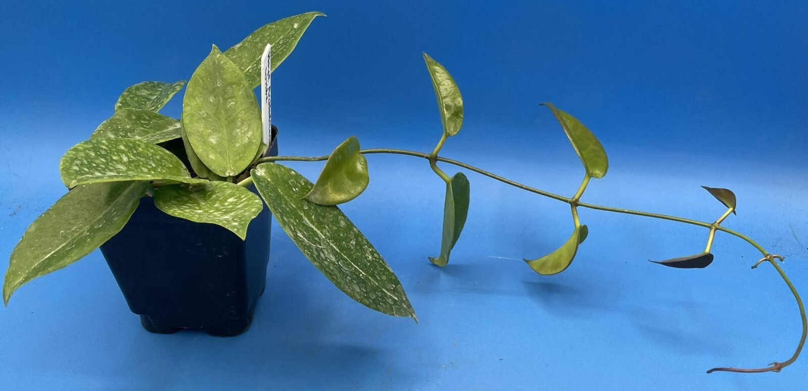 Hoya Archboldiana White Fully Rooted Grown In 3.5″ pot – SO HEALTHY!