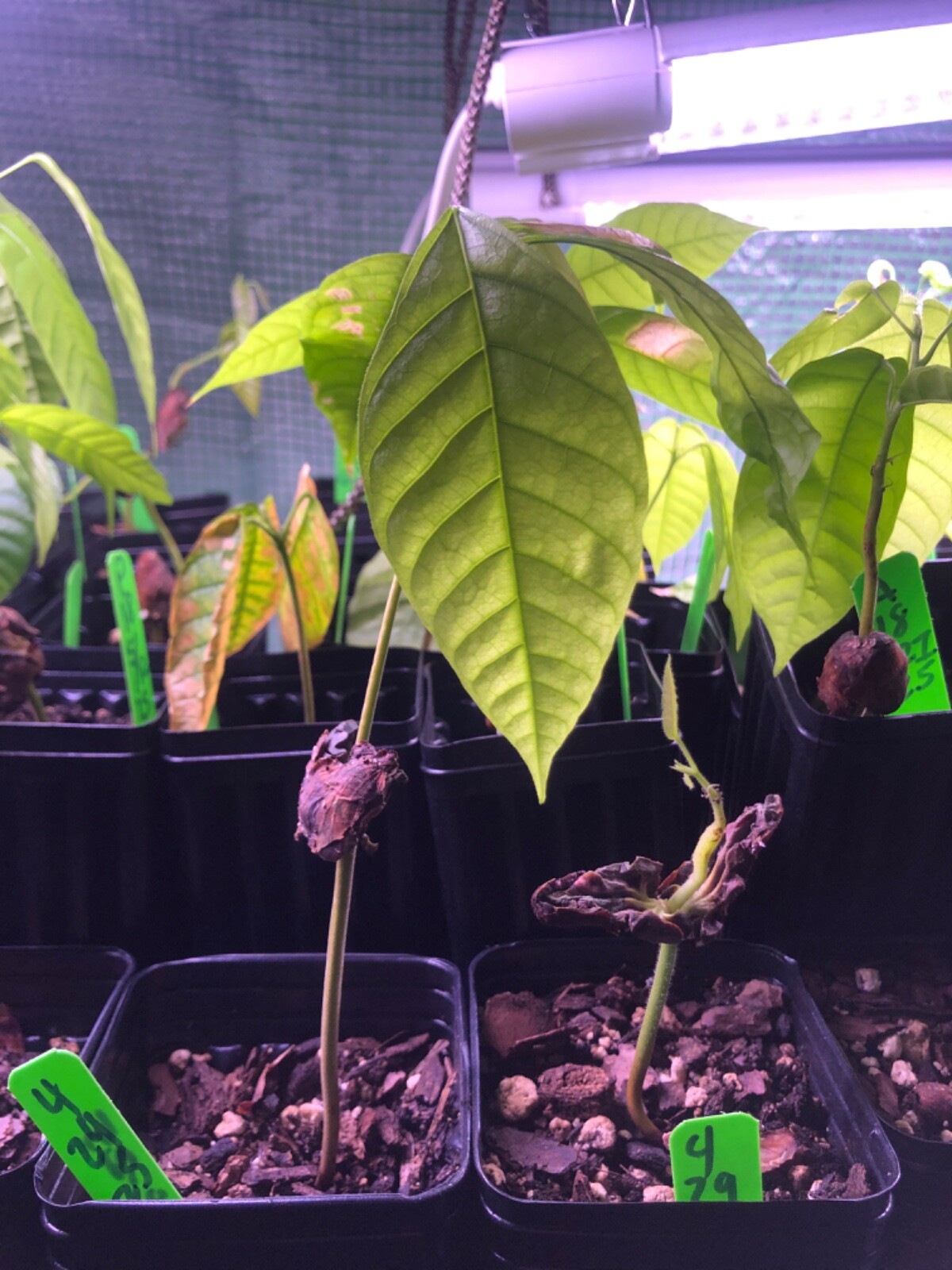 US (Colorado) GROWN Theobroma Cacao Chocolate Tree Potted Plant Yellow /Red Pod