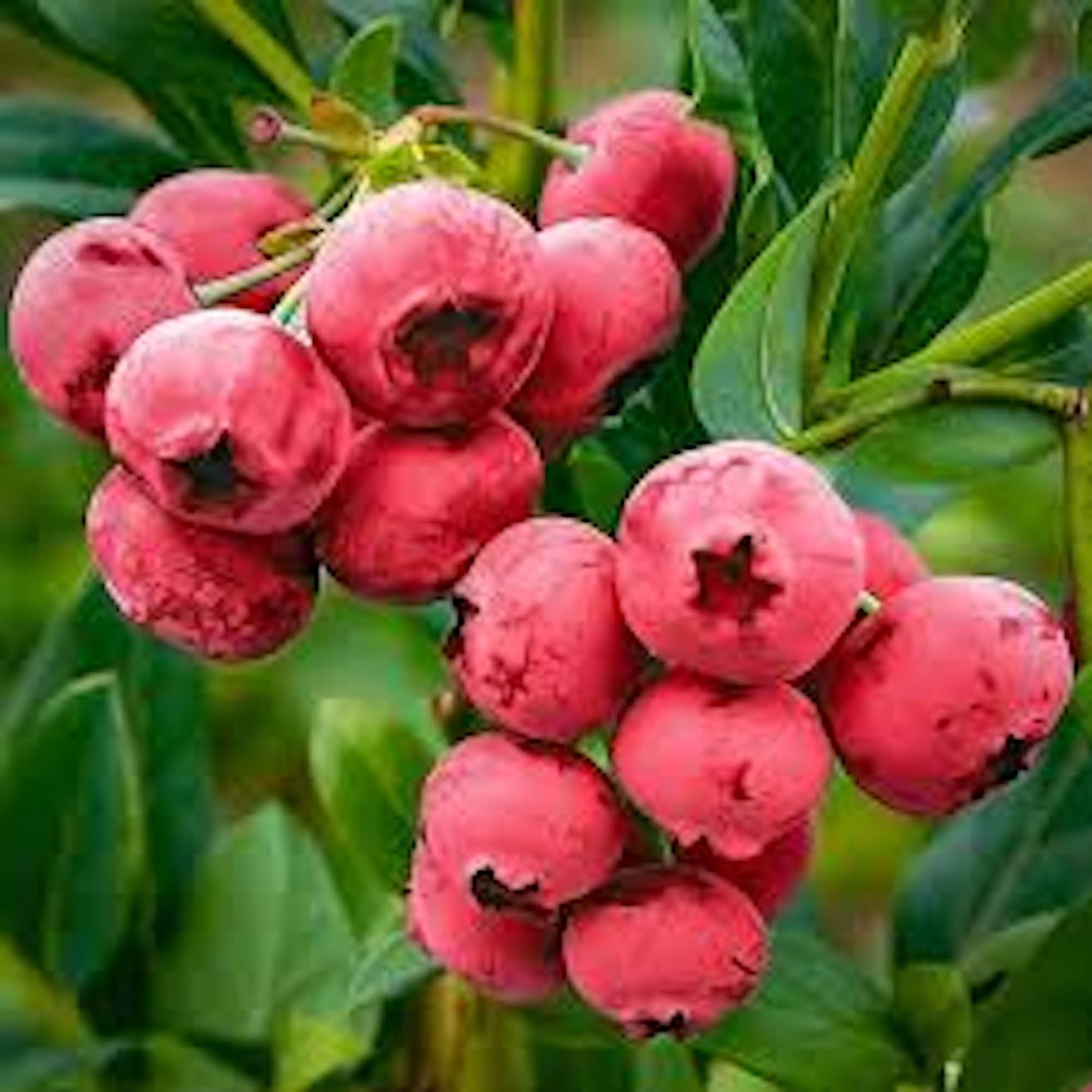 1 Blueberry Pink Lemonade Vaccinium Rabbiteye Starter Plant
