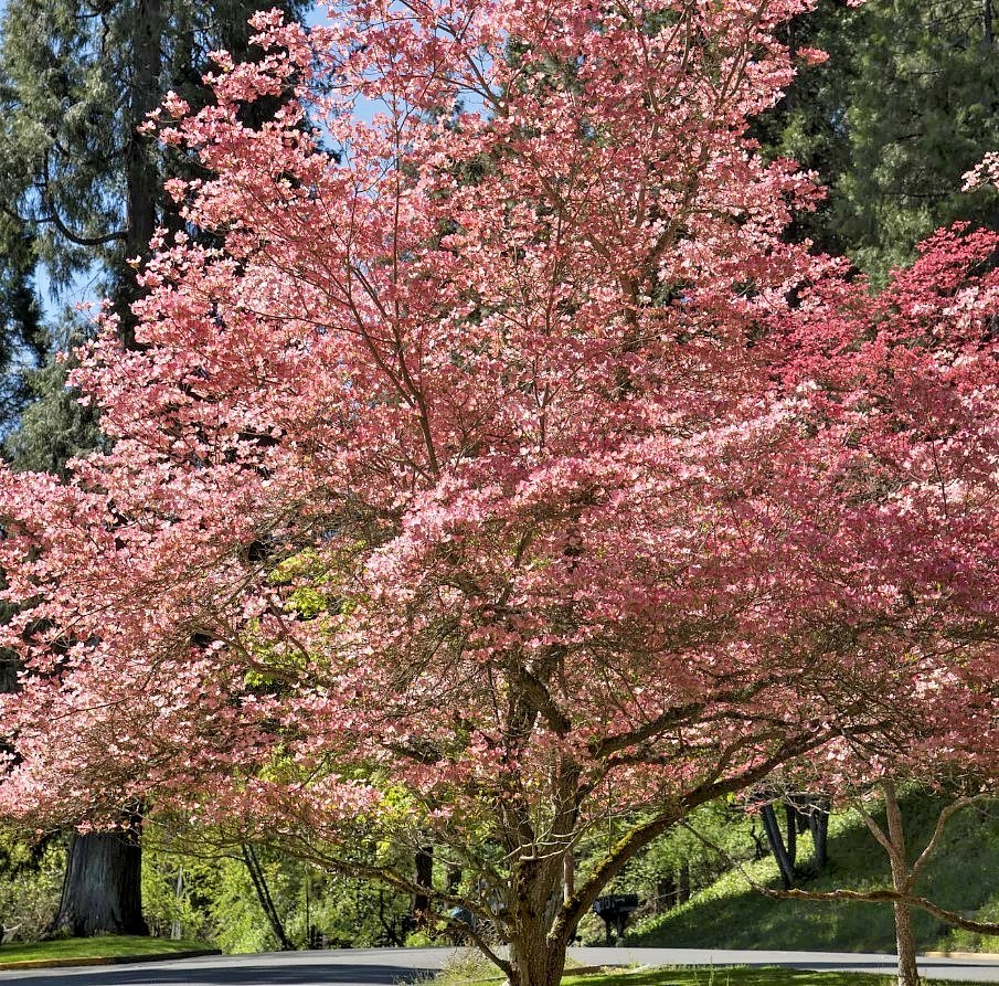 Pink Japanese Dogwood Tree – 12-18″ Tall – 1qt Pot – Cornus Rubra Pink Blooms