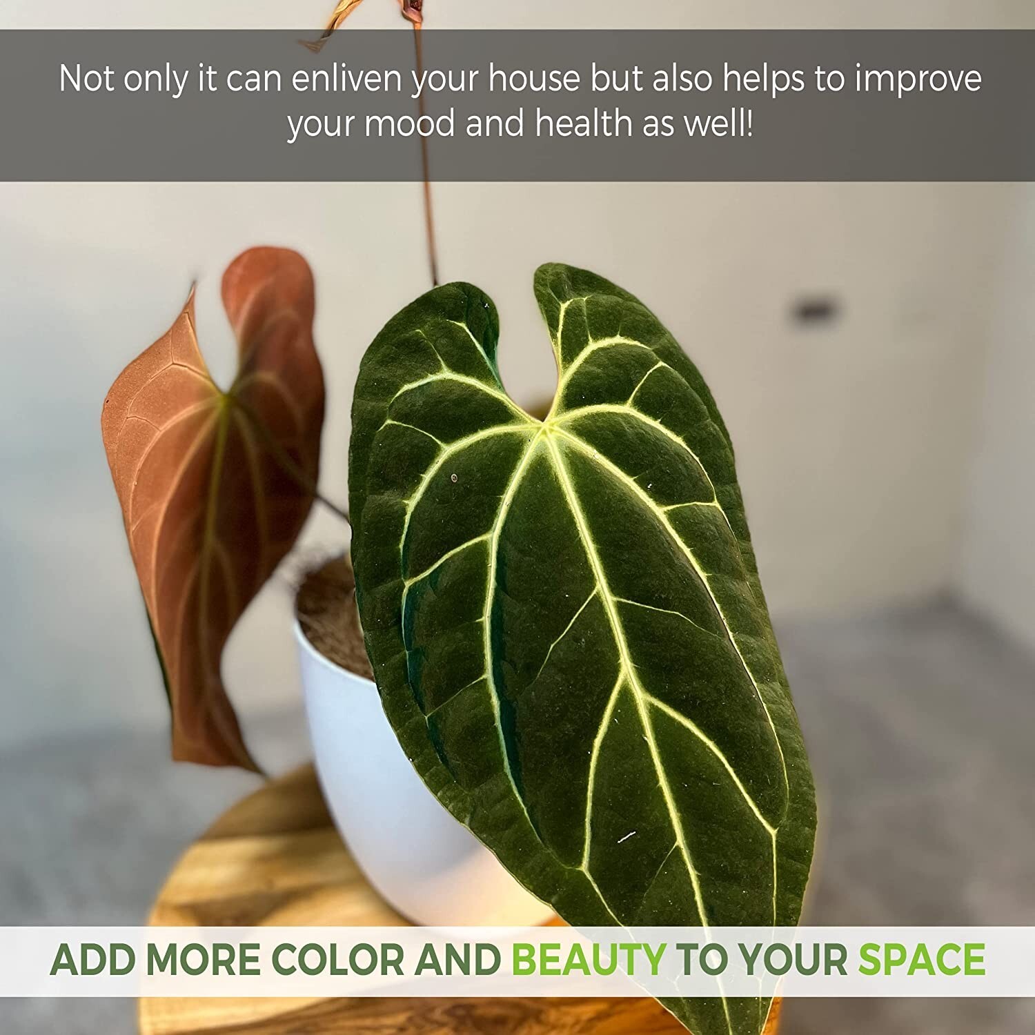 Anthurium Besseae by LEAL PLANTS ECUADOR Live Plants| Green Live House Plants