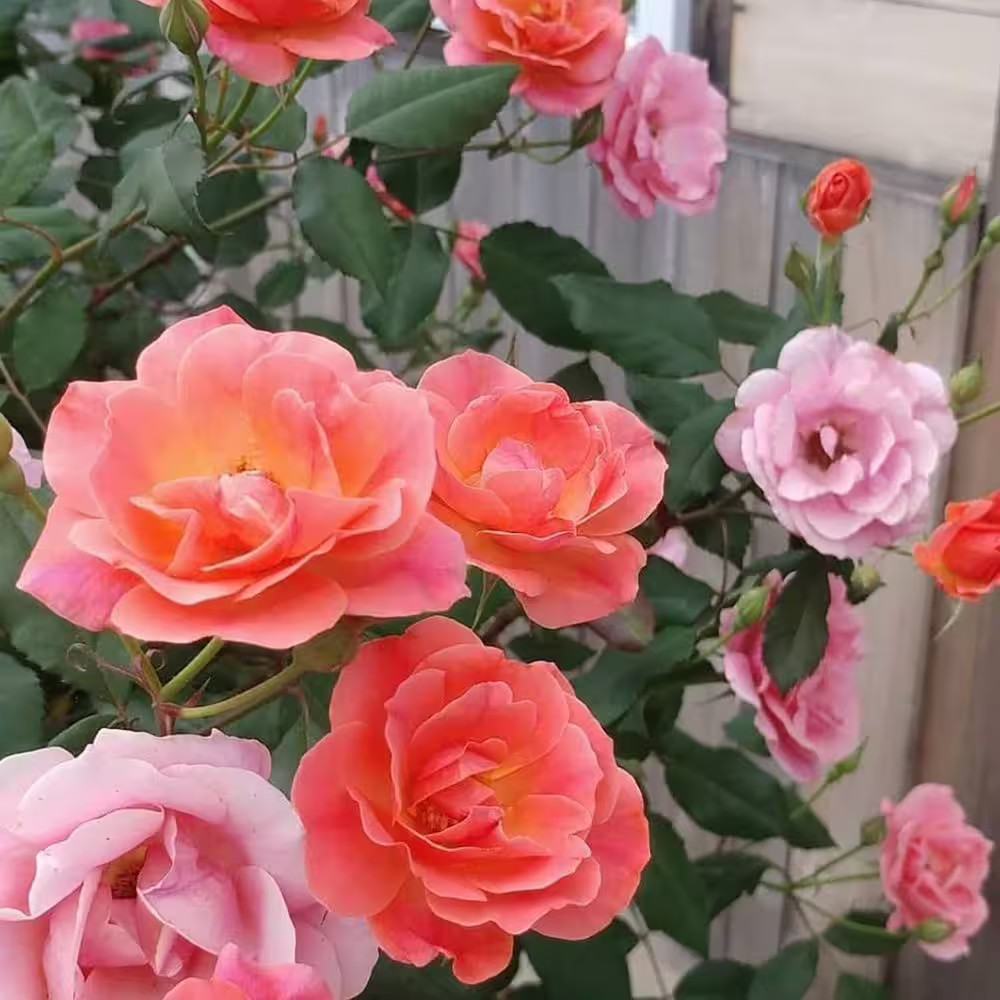1 Gal. Coral Knock Out Rose Bush with Orange-Pink Flowers and Rich Green Foliage