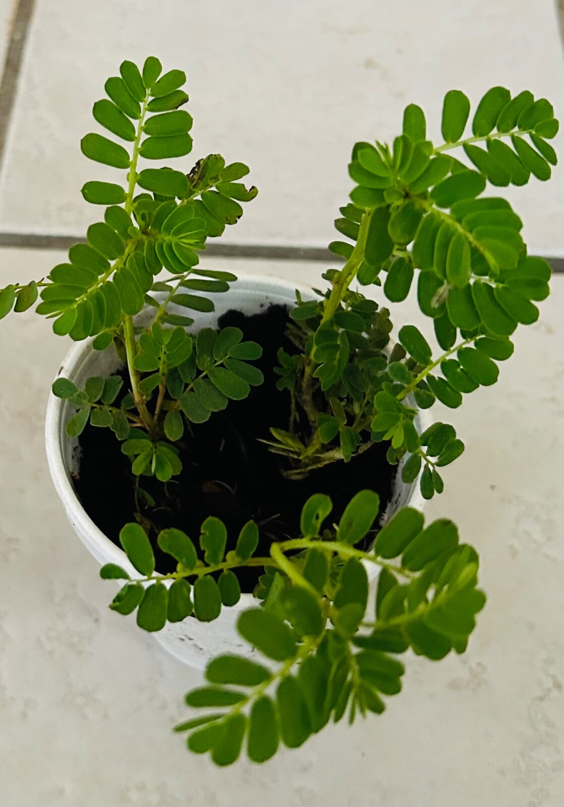 Organic Stone Breaker Phyllanthus niruri Chanca Piedra live plants,herb 2-3PCS