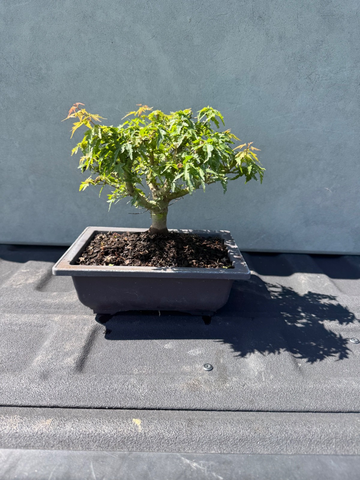 Kotohime japanese maple bonsai tree