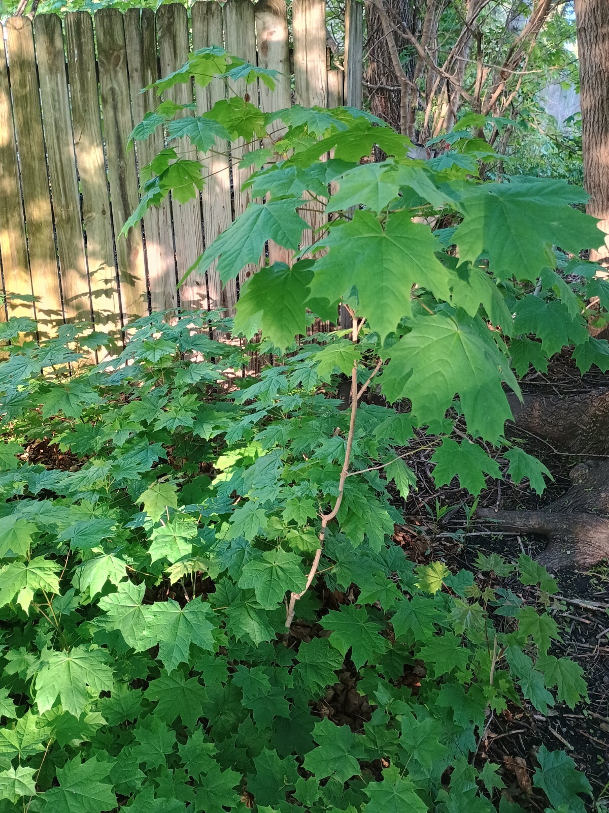 1 Sugar Maple Tree Acer saccharum 60 inch Tree Bare Root Sweet Maple