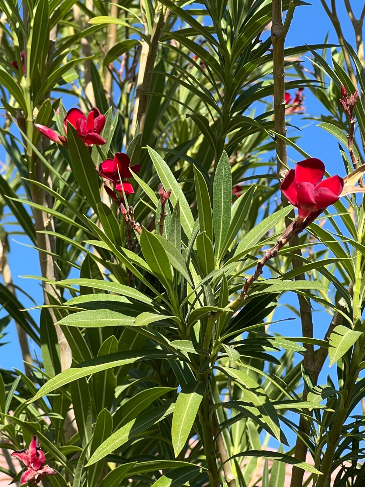 Oleander ‘RED’ – 10 live plant cuttings – NO ROOTS or POT – Fresh Cuttings