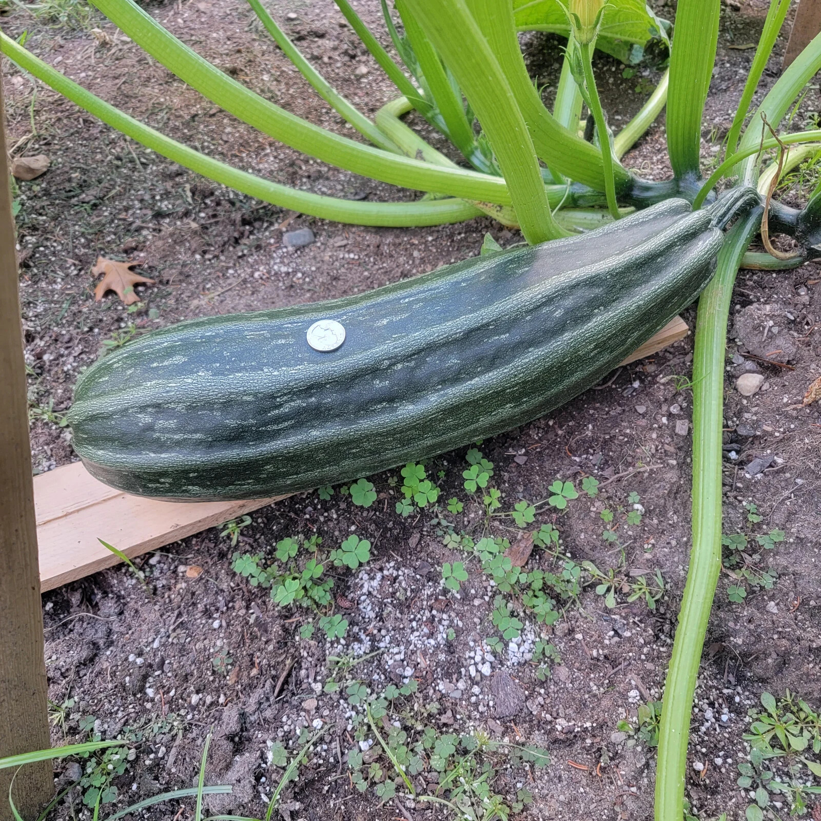 Costata Romanesco Italian Zucchini Seeds (Heirloom) with free shipping
