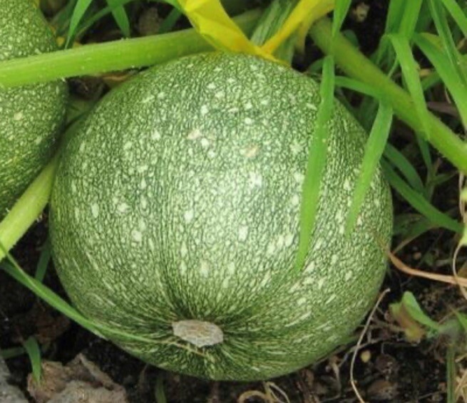 Round Zucchini Summer Squash Seeds | Organic | NON-GMO | Heirloom | Best Seller