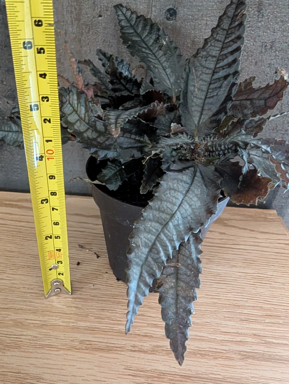 Weird Plant Bundle Of 8 Easy Care Beginner Friendly Plants Mystery Box Live Rare