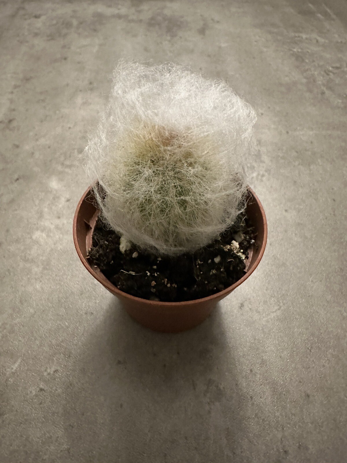 🌵🌵🌵Cactus Plant 2-3 Inches, Soft White Thorn Cactus 🇺🇸USA Seller