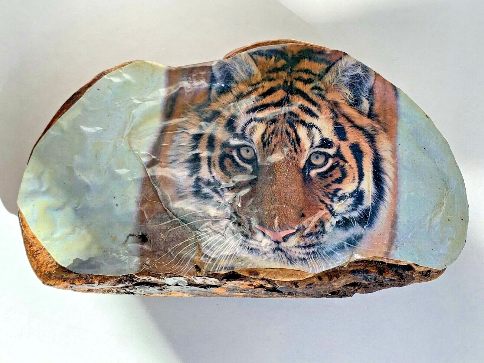 vtg bengal tiger Conk Shelf MUSHROOM Folk Art retro cat tree fungus decoupage
