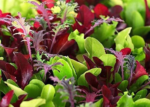 Microgreens Mix – Basil, Onion, Radish, Alfalfa, Wheatgrass – 5 of The Best
