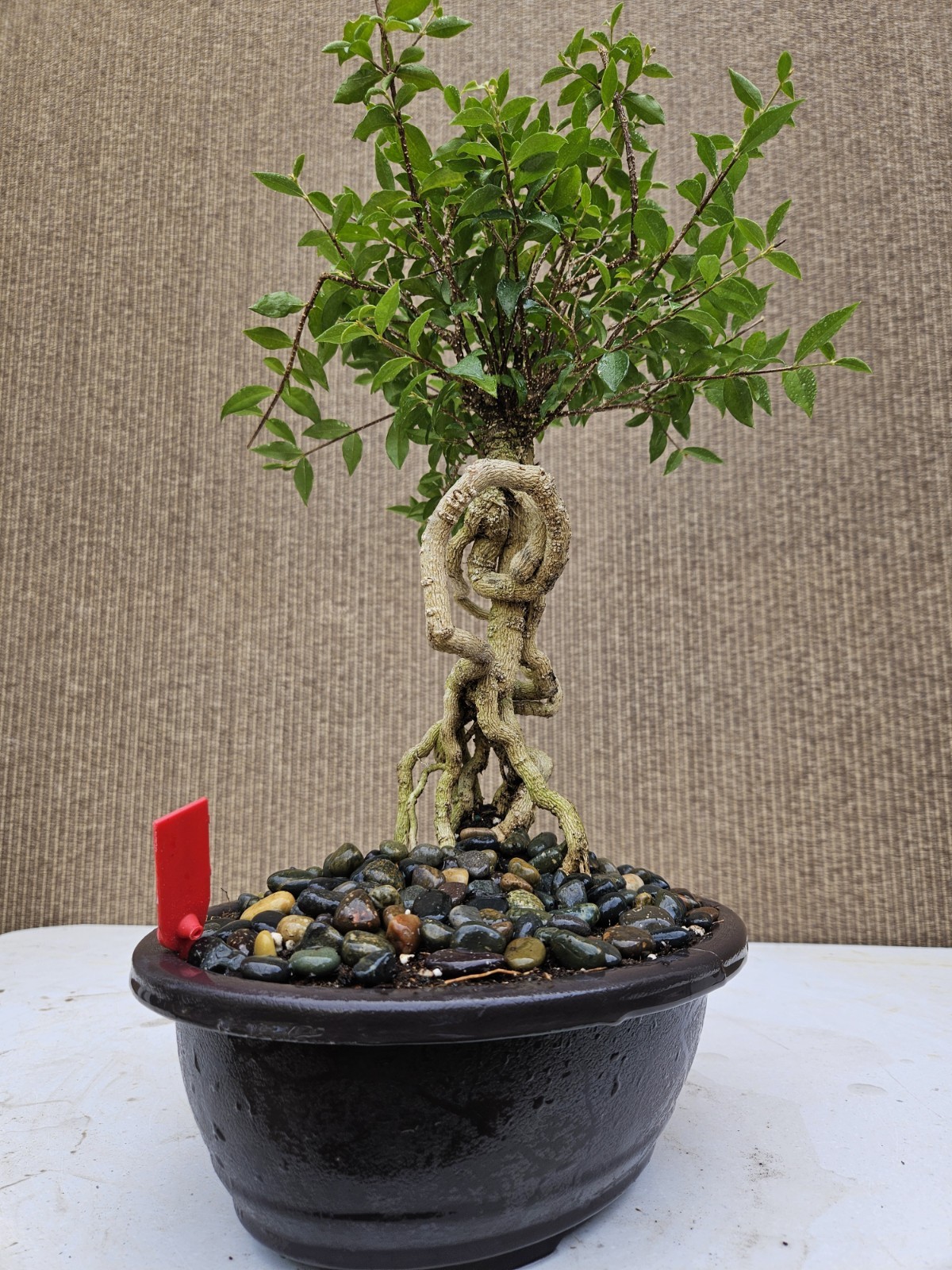 Old Barbados Cherry ( Malpighia Glabra-Hồng ngọc mai ) Bonsai Tree,,,sale