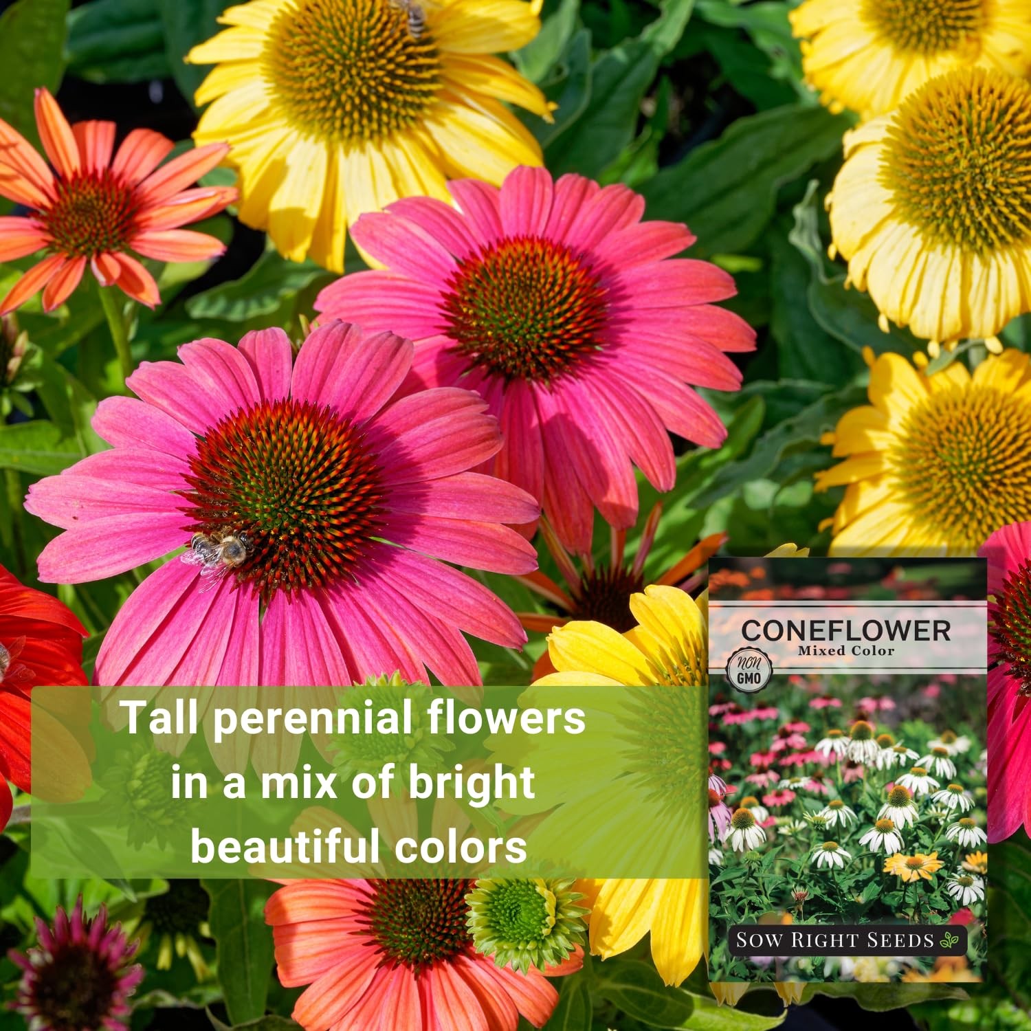 Sow Right Seeds – Mixed Color Coneflower Echinacea for Planting – Mix