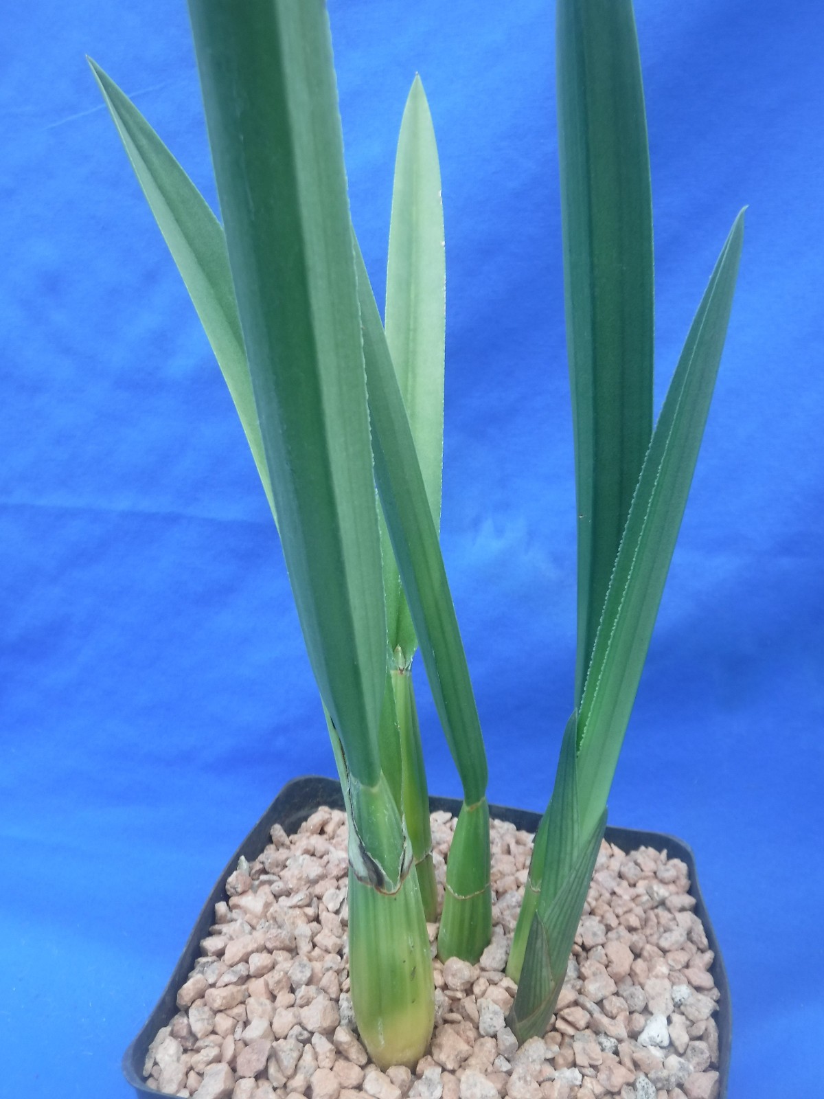 Eulophia petersii 5 Stems Amazng Flowr Desert Orchid Succulent Plant 12″ Tall W3
