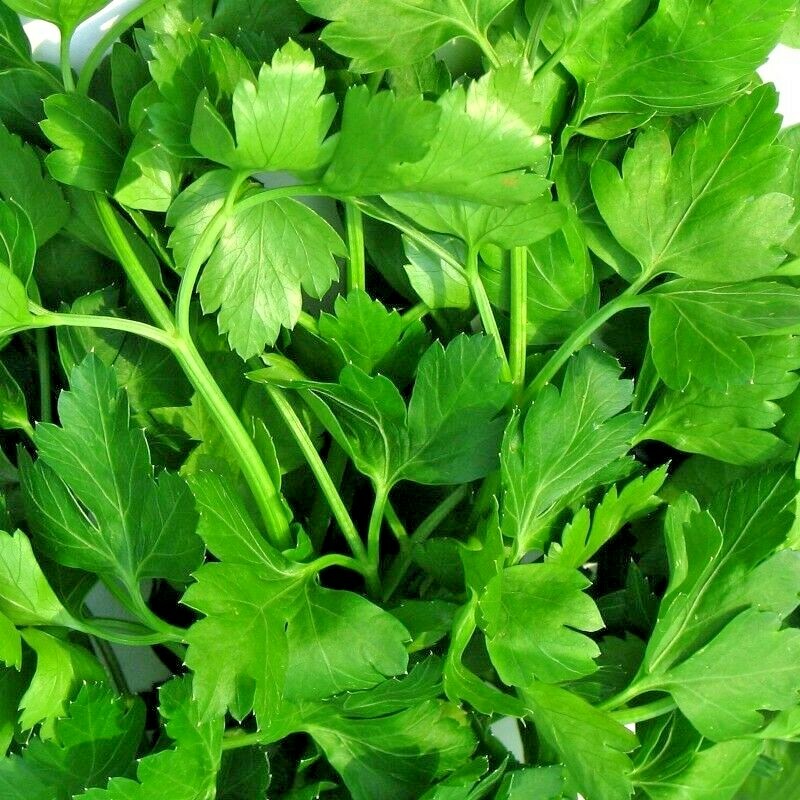 300+ITALIAN Flat Leaf PARSLEY Seeds Organic Herb Garden Containers Culinary Easy