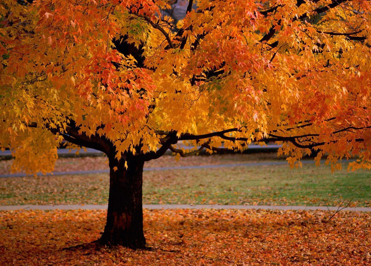 Live American Sycamore Plant (Platanus occidentalis) – Quart Pot (10–12″ Tall)