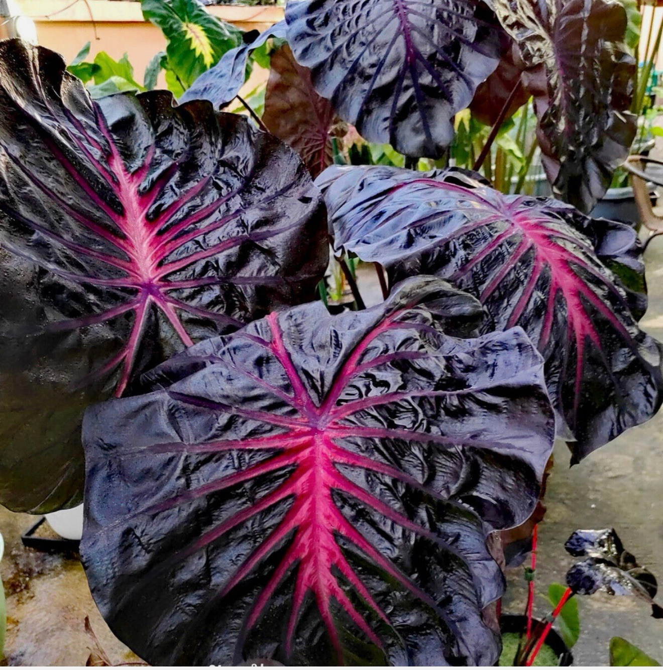 Black Lava – Colocasia esculenta- Elephant Ear – SMALL ROOTED STARTER Plant