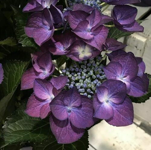 5 Black Diamond Hydrangea Seeds Perennial Flowers Seed