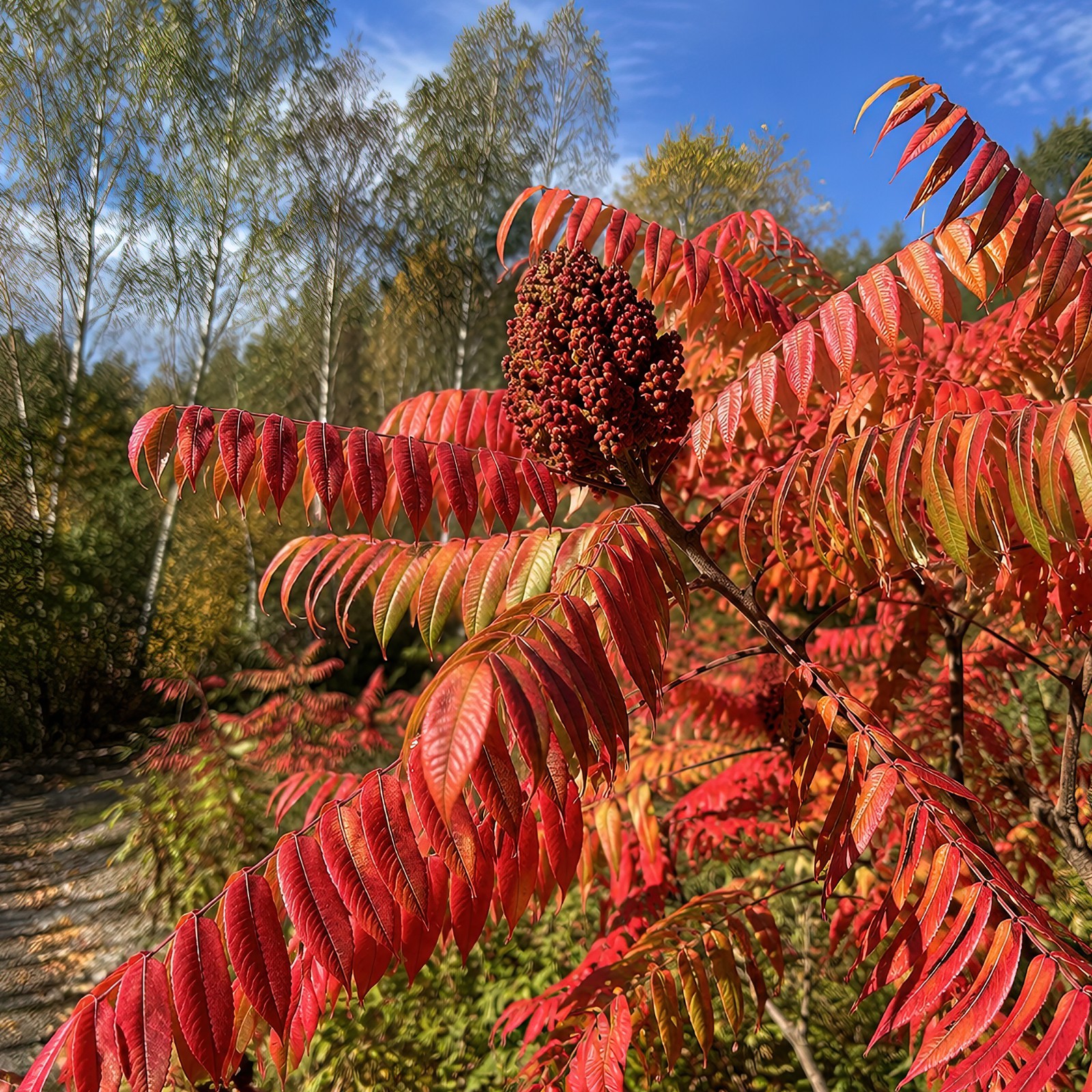 1500 Winged Sumac Tree Seeds Rhus copallinum – Fall Color & Wildlife – Zones 4-9