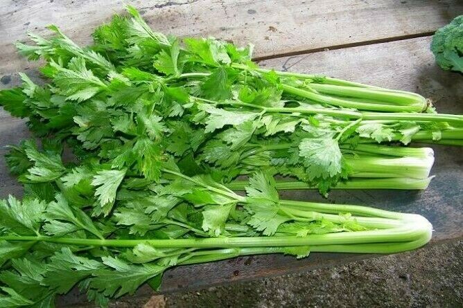 RARE✿ Heirloom Chinese Green Celery 50+ Seeds ●Cut and Grow Again