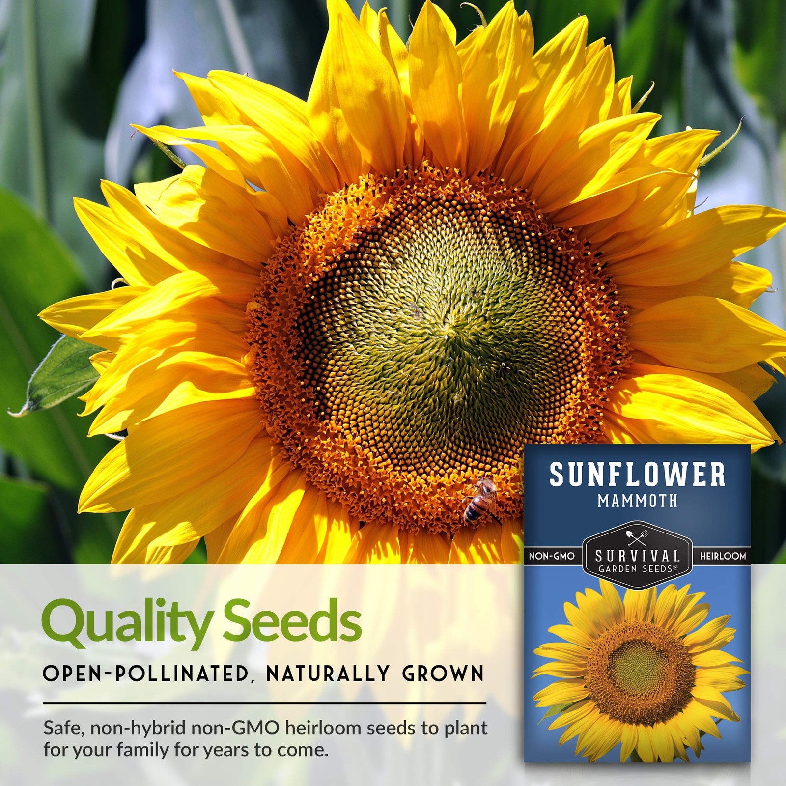 Mammoth Sunflower Seeds for Planting | Giant 12 ft Plants with Edible Yellow
