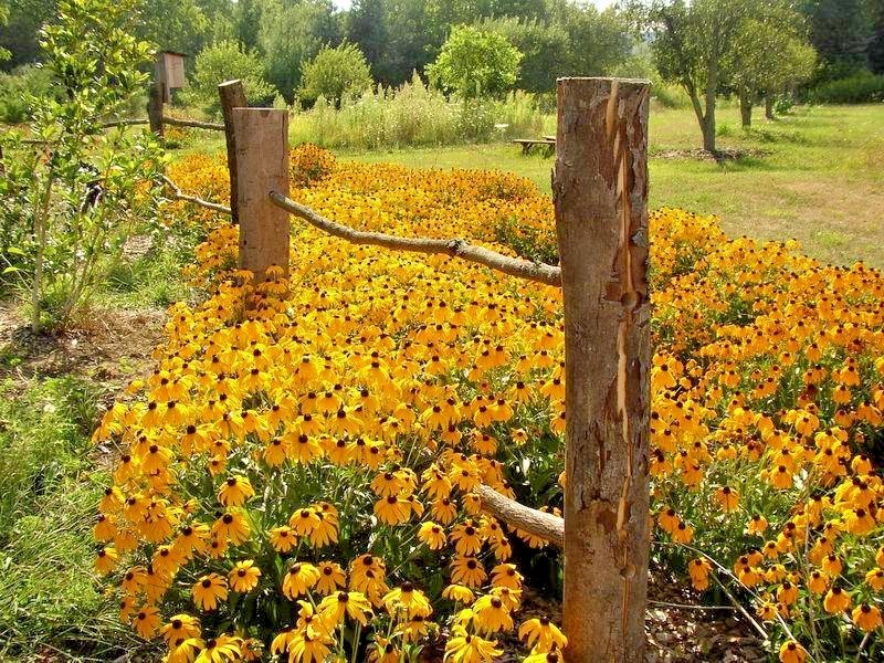2001+BLACK EYED SUSAN Flower Seeds Perennial Native Wildflower Drought Heat Cold