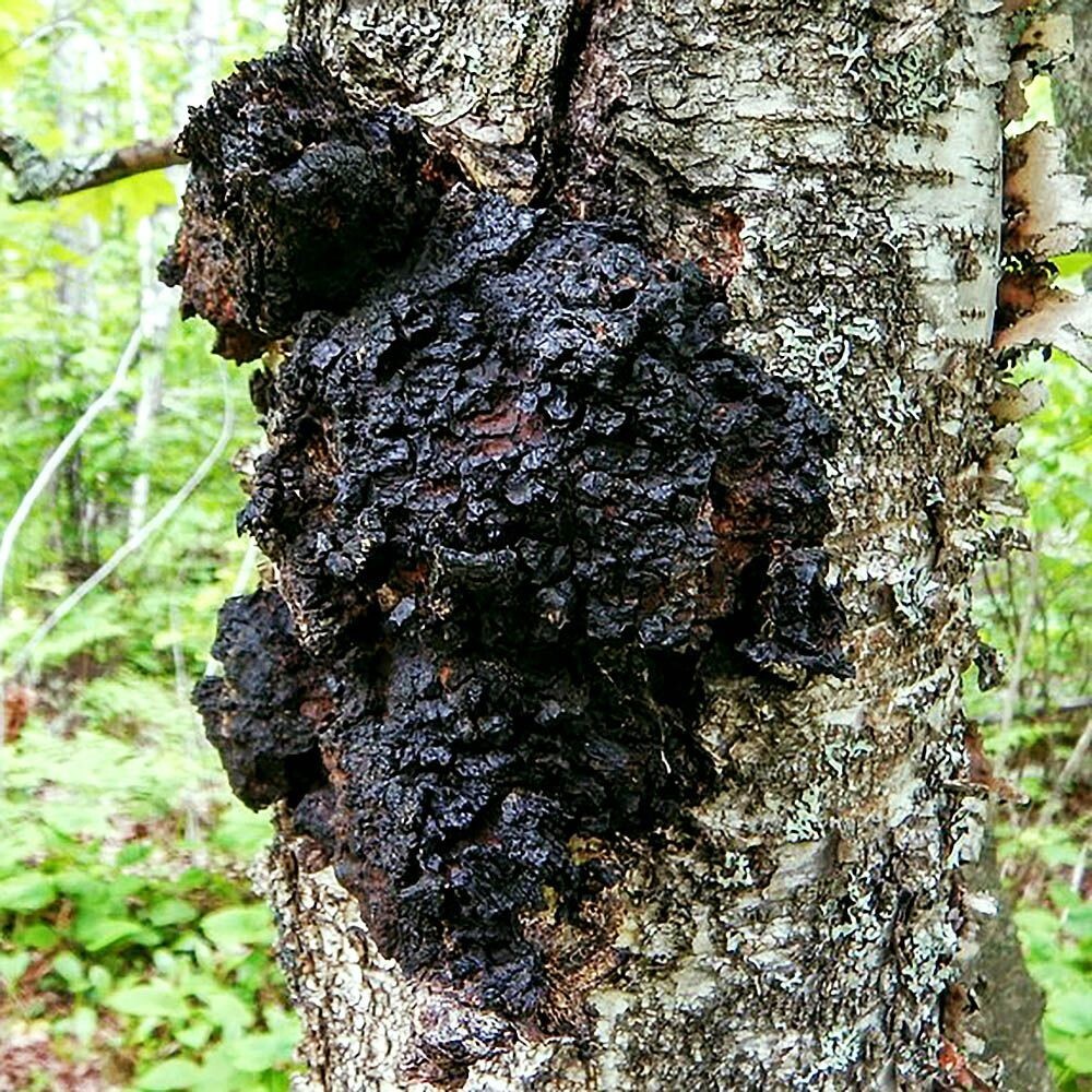 Chaga Mushroom (Inonotus obliquus) Liquid Culture