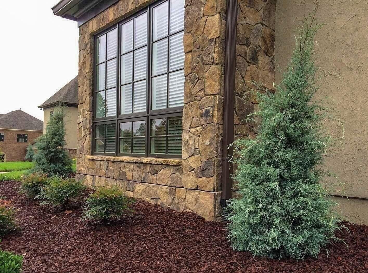 Carolina Sapphire Cypress | 2 Inch | Cupressus arizonica | Low Maintenance Plant