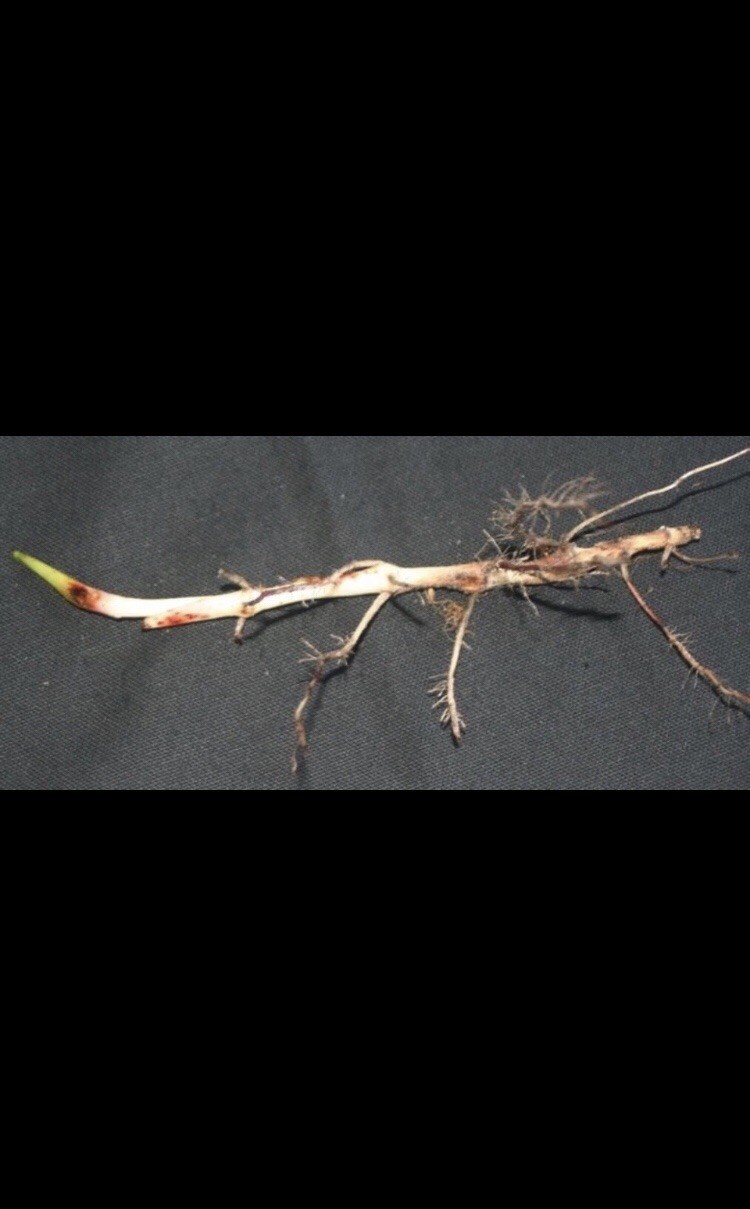 Johnson grass (Sorghum halepense) -3 Rhizomes Farming Foraging Crop