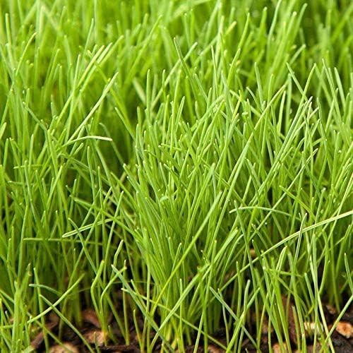 Fine Fescue Seed 10lb – Weed Free, Disease Resistant