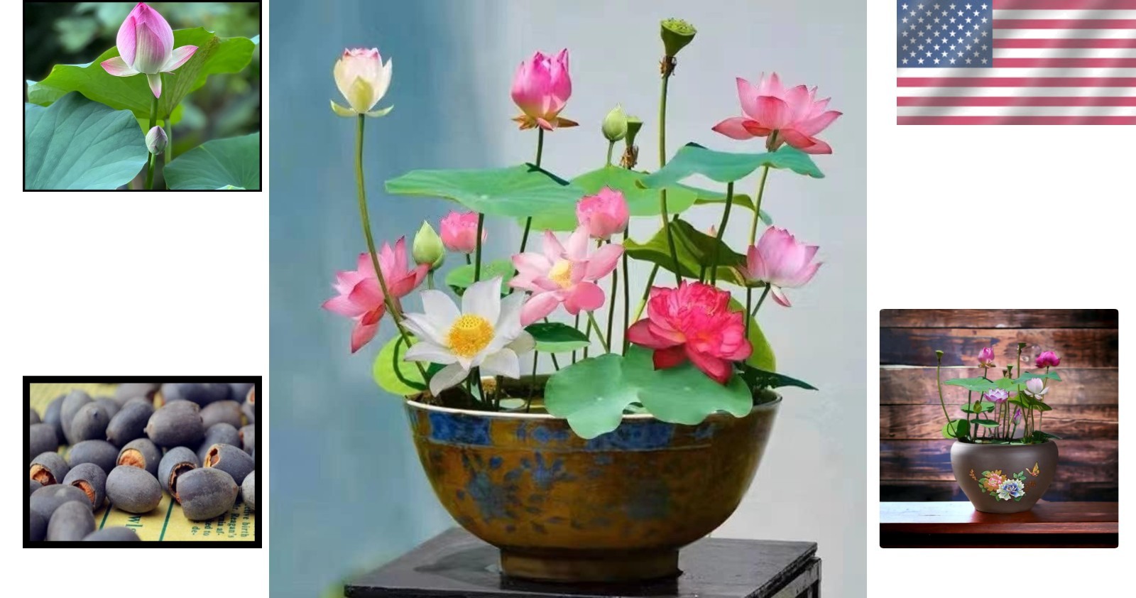10pcs Vibrant Mixed Lotus Seeds – Perfect for Indoor & Outdoor Water Gardens