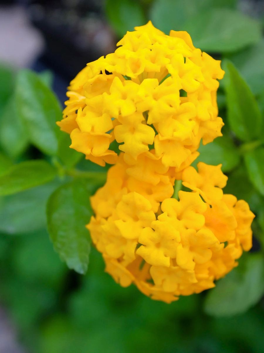 New Gold Lantana BUY 2 GET 1 FREE