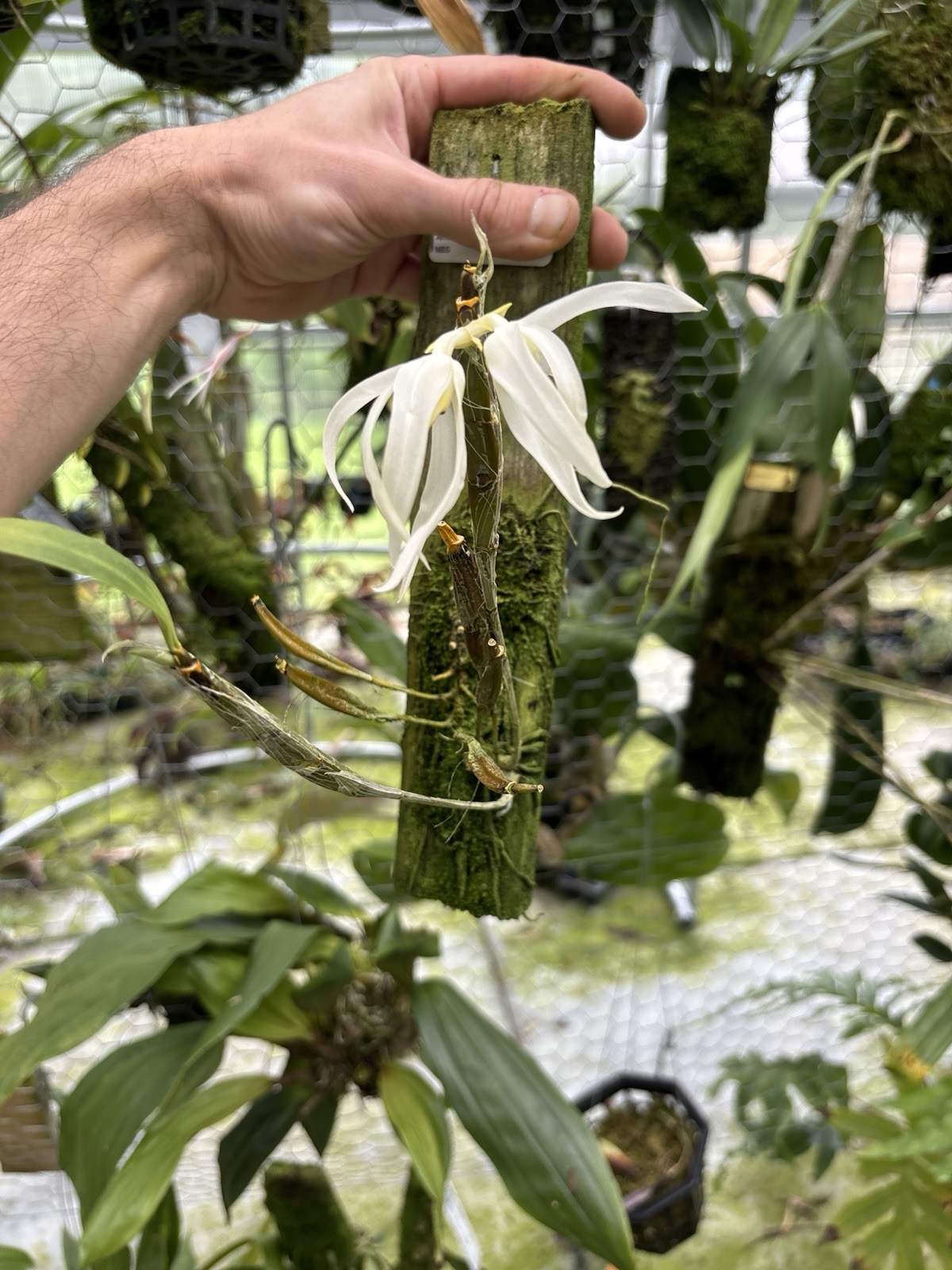 Dendrobium amboinense In Spike Rare Orchid Species Indonesia