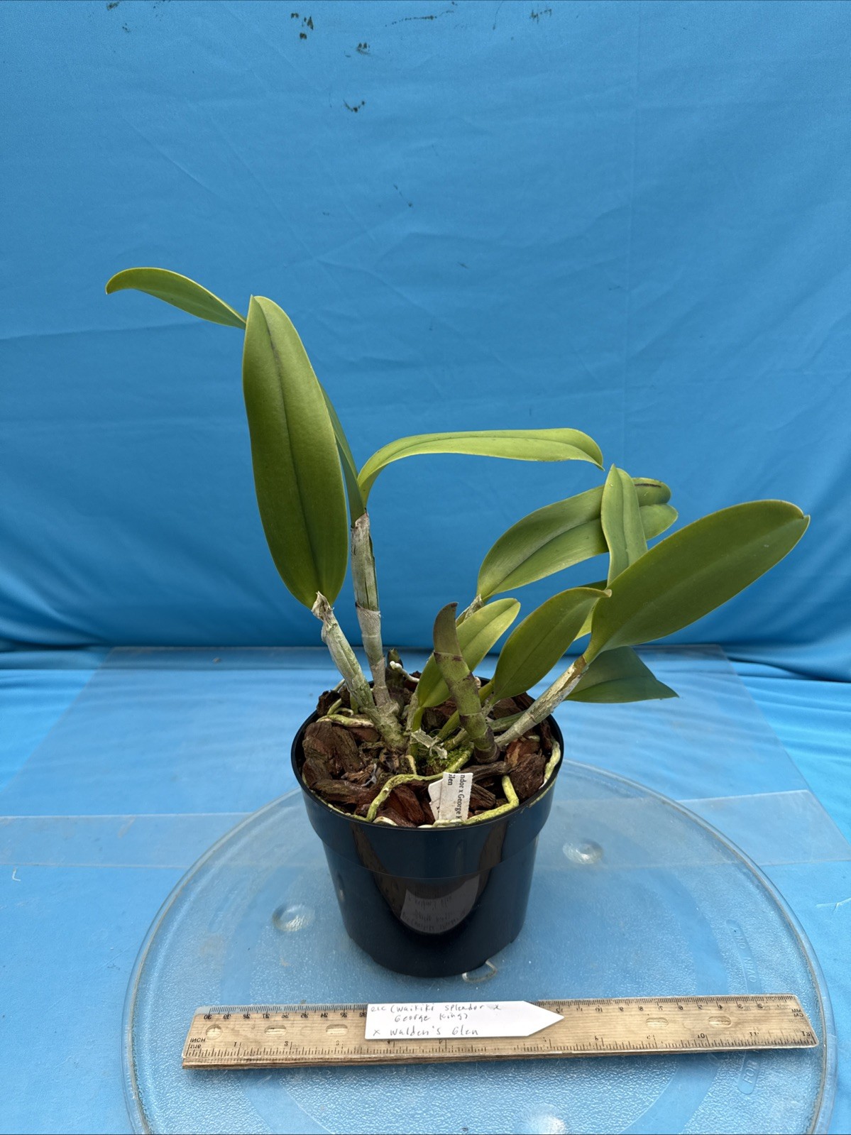 Rlc (Waikiki Splendor X George King) X Walden’s Glen Orchid Eros Hybrid 7” Pot