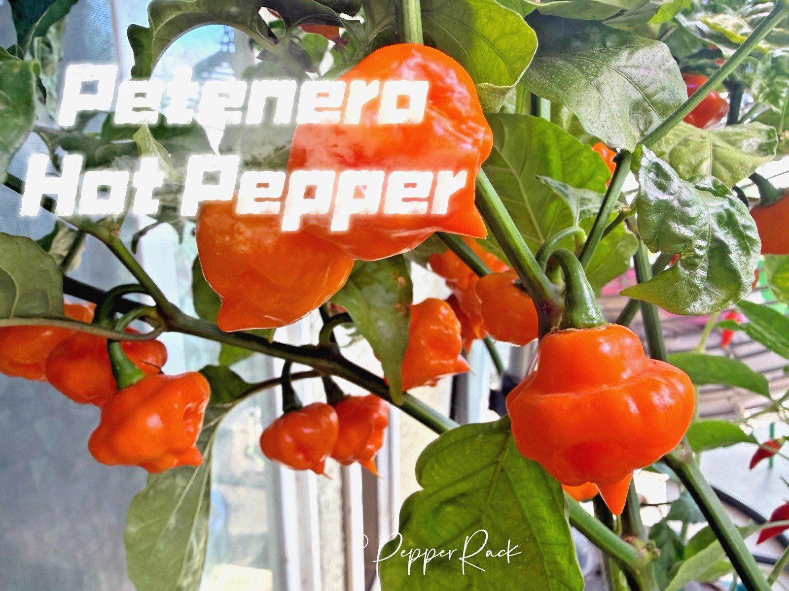 RARE✿ NEW! Guatemalan Heirloom Yellow Petenero Hot Chili Pepper 10+ Seeds