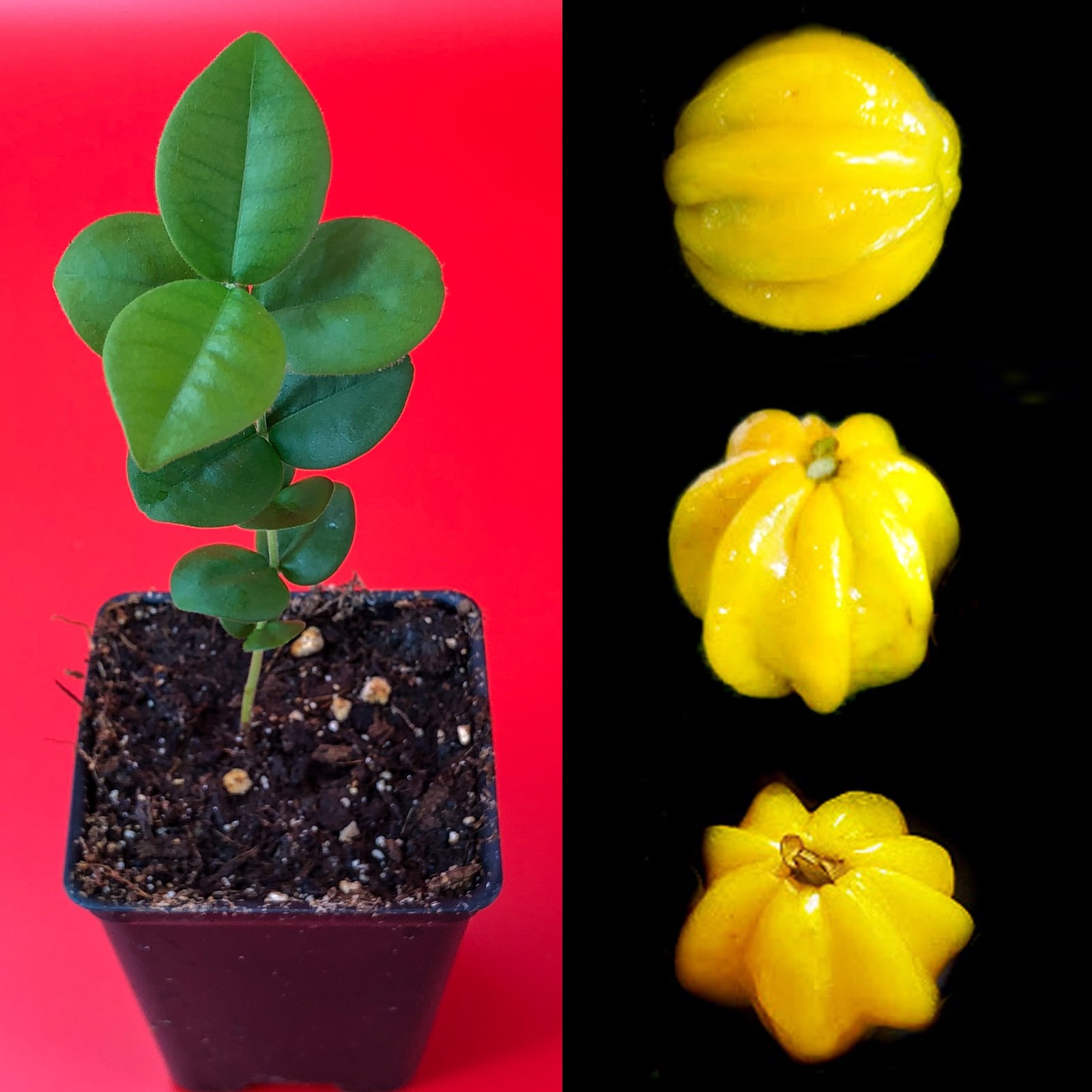 Pitangatuba Star Cherry Eugenia Selloi neonitida Fruit Tree Seedling Plant