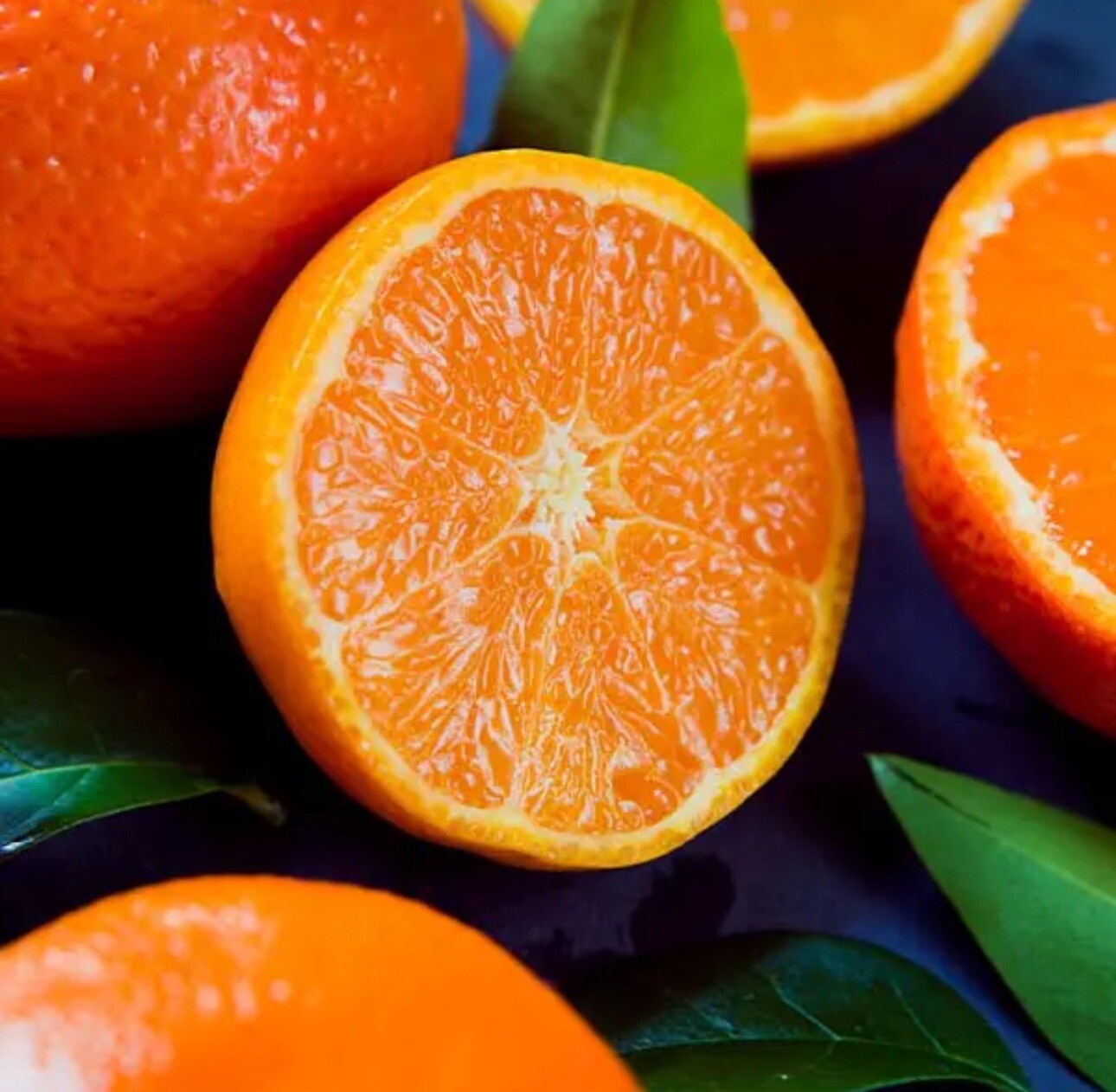 Fruiting Calamondin Orange Tree. Self-pollinating Grafted.